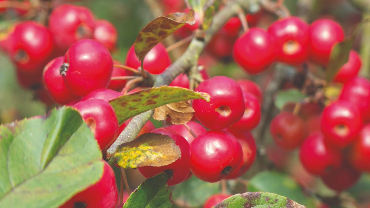 Want to attract more birds to your #garden? Then plant bare root crab apple trees from now until March - as recommended by @GreenFGeorge, @midsizegarden and @MyHomeFarmUK.🍎🐦 For more tips on helping our feathered friends, read on: hub.suttons.co.uk/blog/wildlife-… #BigGardenBirdWatch