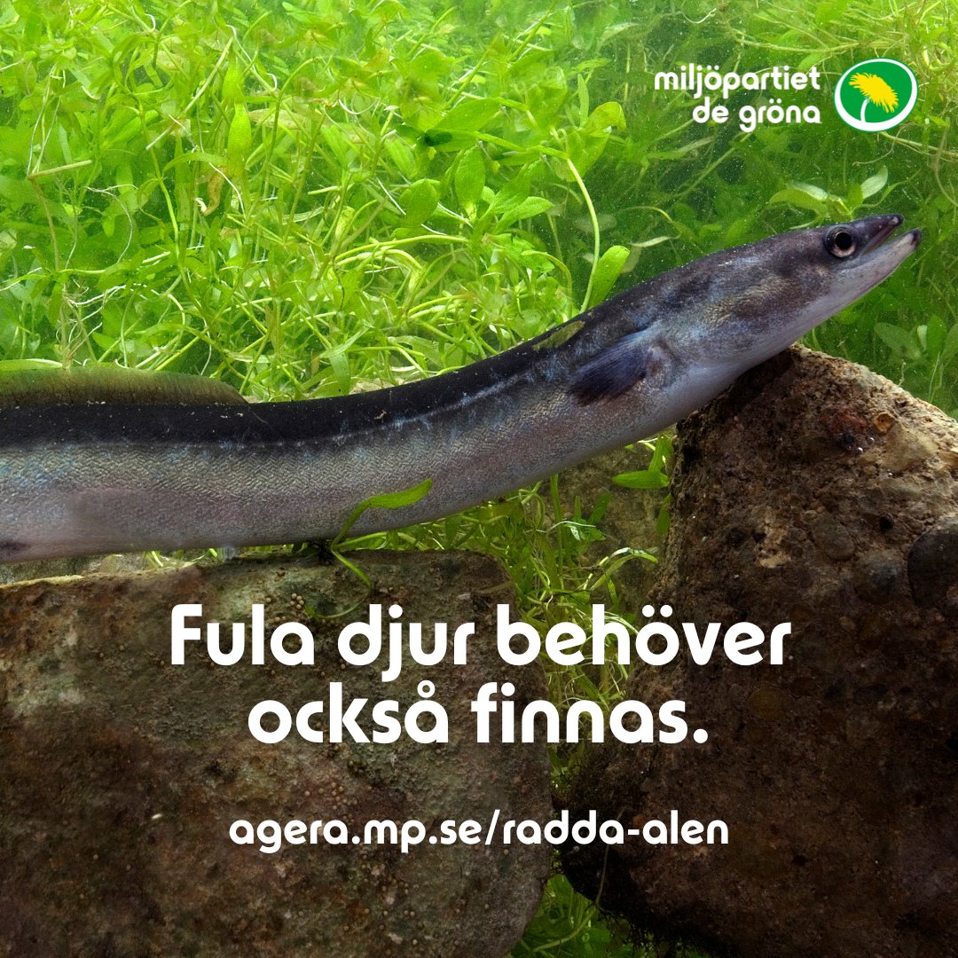miljopartiet's tweet photo. Ålen är akut hotad av överfiske och tjuvfiskande moderater. Vi måste vända trenden innan den försvinner helt. 
Skriv under för att rädda ålen! >>> https://t.co/3A780xkTQC https://t.co/SJbCu5YMg6