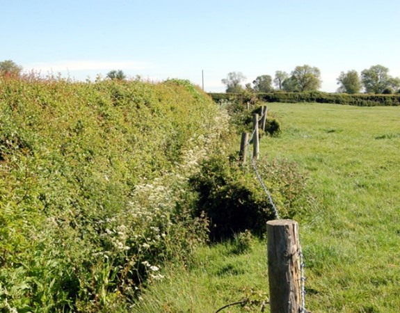 Feel free to come along to Hedge Planting on Florence Boot field, 10am - 3:30pm, 1 February. Creating new habitats for different species 🐛 and improving biodiversity🌳 More info 👉nottingham.ac.uk/sustainability…