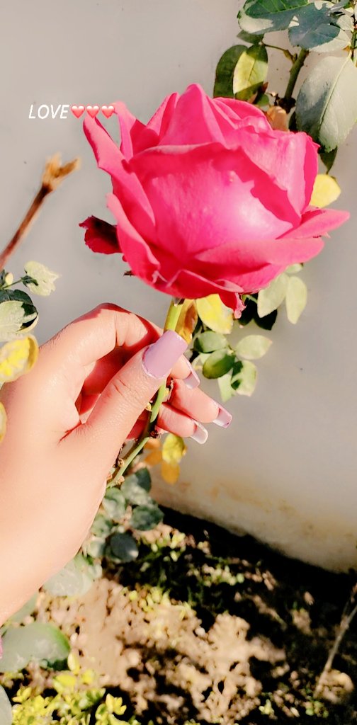 Officialkaur14's tweet photo. 🌹🌹🌹🌹🌹 https://t.co/wmmEBxLp29