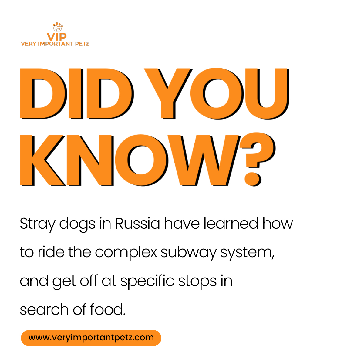 VIP_Petz's tweet photo. 📌 Stray dogs in Russia have learned how to ride the complex subway system, and get off at specific stops in search of food.
.
.
Follow now  👉  @veryimportantpetz.com
.
.
#petcare #pets #dogsofinstagram #dogs #pet #dog #petsofinstagram #petlovers #cats #petsitter #dogwalker https://t.co/GIfEXrjOtf