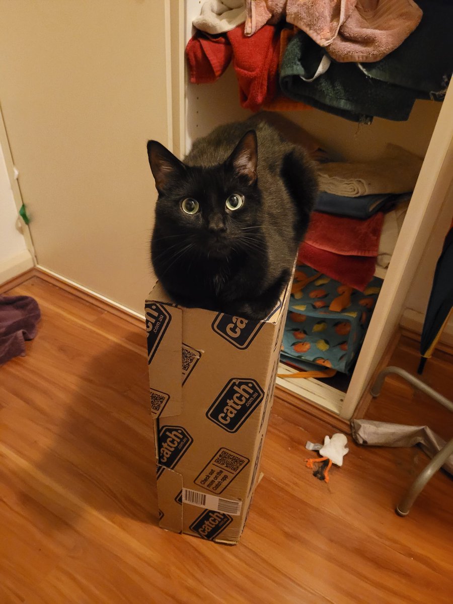 FormedTransWife's tweet photo. @phenomethem A very untrustworthy judge (this is not the actual cardboard box he just has a type) https://t.co/NTGiwV02ye