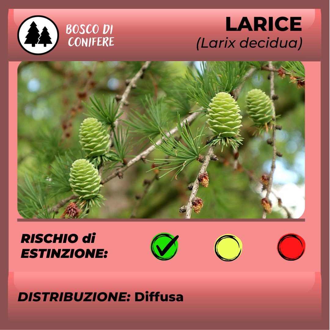 ParcoAlpiLiguri's tweet photo. #BiodiversityIsCool - #Flora del #bosco di #conifere: il #larice a differenza di altre conifere europee è caducifoglie. Dal larice si ricava #legname pregiato. In estate, le #foglie trasudano una sostanza simile alla #manna, vero bottino per le #api.
[📸: https://t.co/xFyqfIUSwQ] https://t.co/iSjrN9h2jS