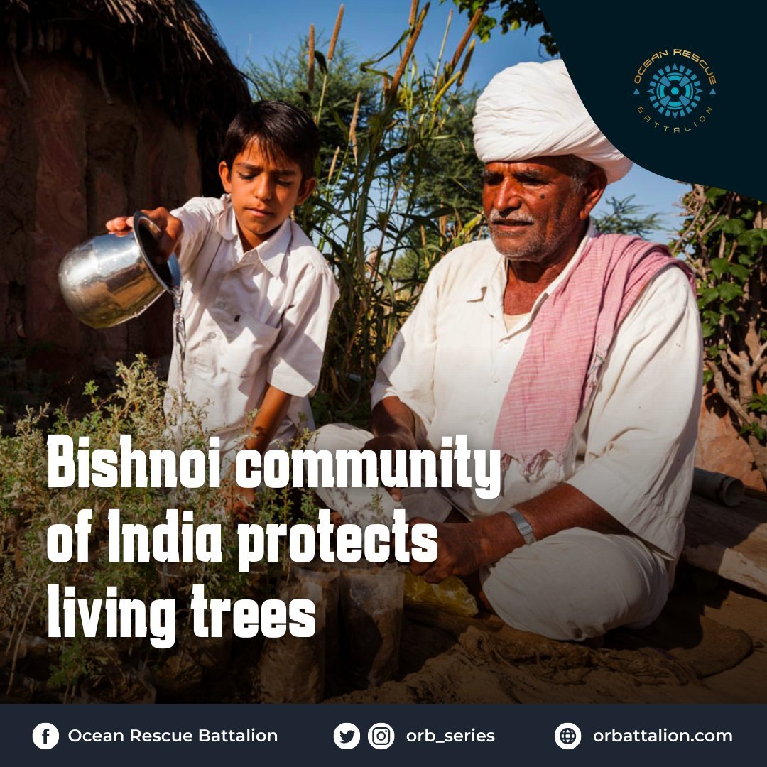In 1730, 363 Bishnoi men, women, and children died while peacefully protecting a grove of Khejri trees. Now, their descendants carry this value of protecting the nature with them. 

Red more 👉 euronews.com/green/2022/12/…

#environmentnews #environment #sustainability #conservation