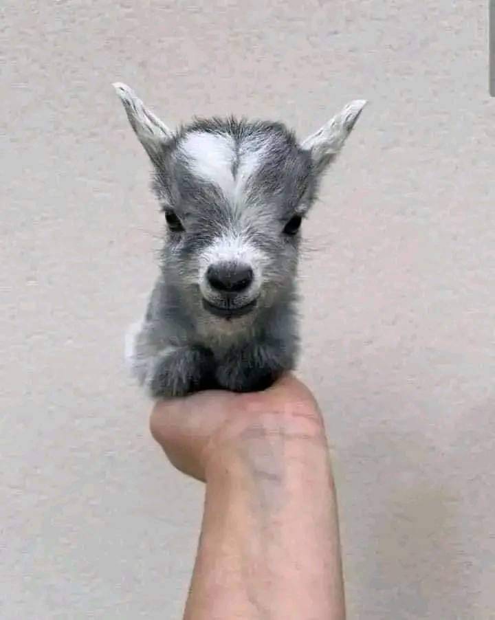 ScreenMix's tweet image. حمار صغير  😂❤️