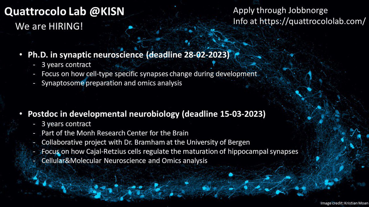 We are hiring! We have 2 open positions (1PhD and 1 postdoc). If you want to unravel the secrets of neuronal wiring, join the #QuattrocoloLab <a href="/KISNeuro/">Kavli Neuroscience</a>. Info on Jobbnorge and lab website. Links in thread!