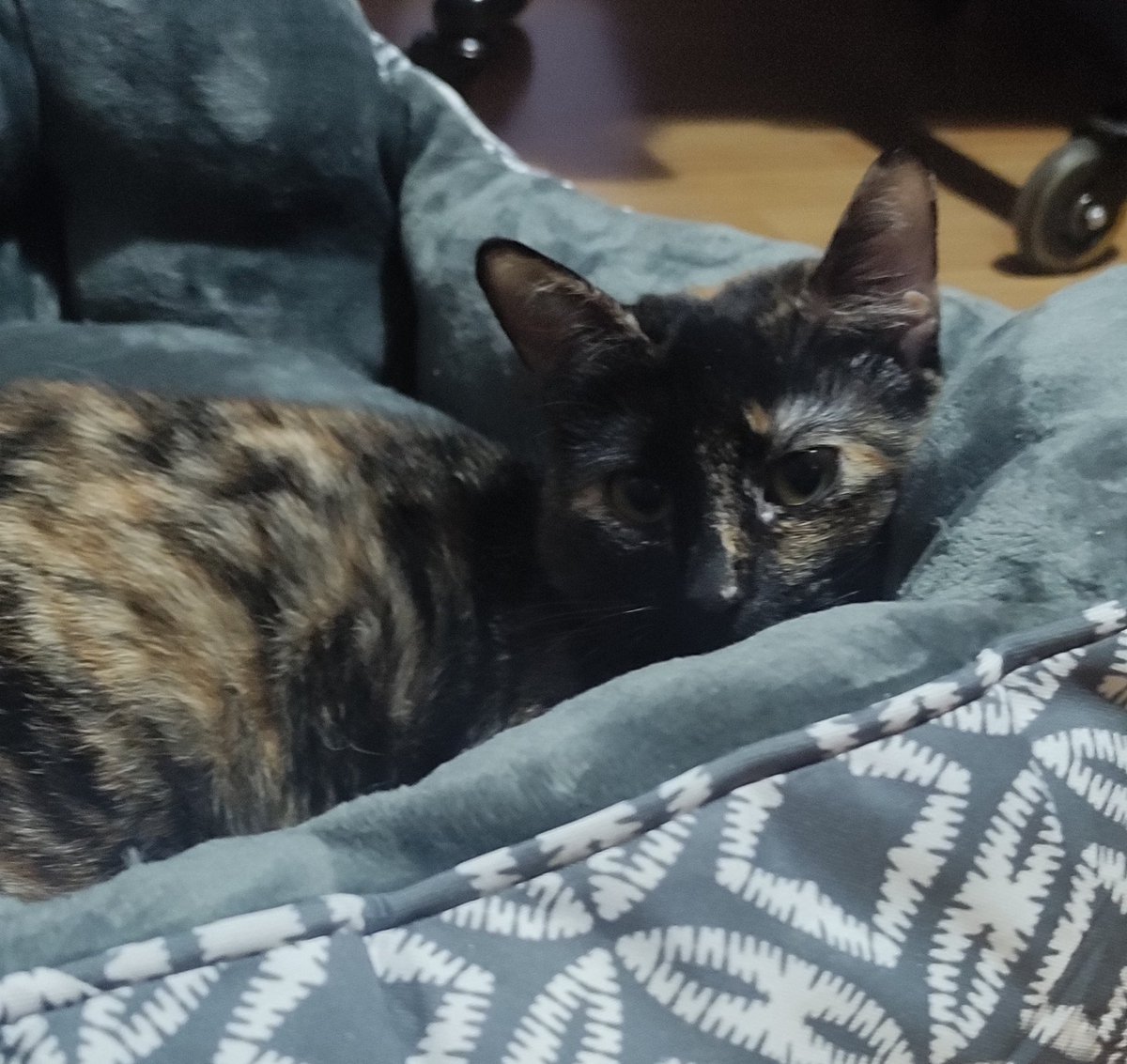 Gata perdida en Congosto/Villa de Vallecas. Si alguien la ve que me avise, por favor.