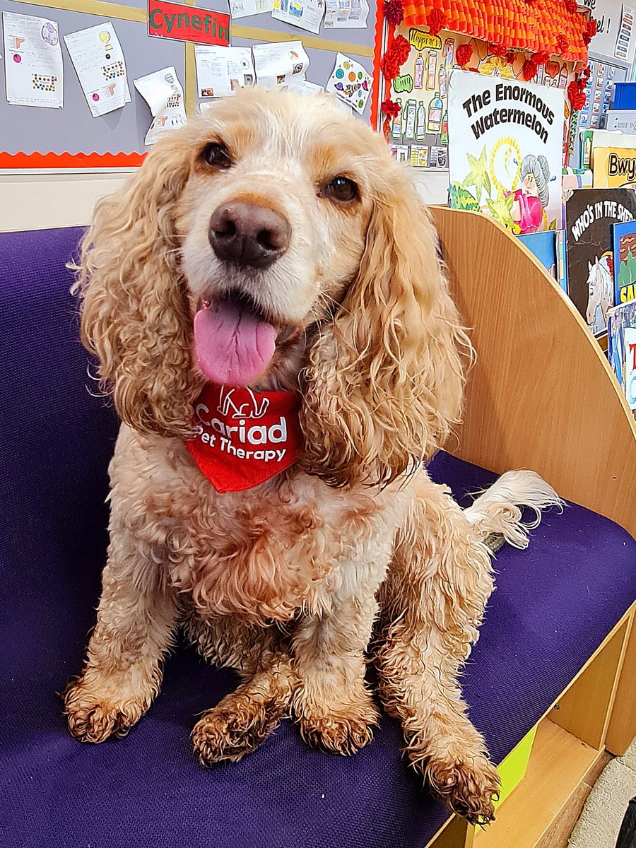 huwrob62's tweet photo. Honey from @CariadPet always enjoys her fortnightly visit with everyone at @LodgeHillPS
#pettherapy #dogsofinstagram #therapydog #therapydogsofinstagram #animalassistedtherapy #therapyspaniel #roanspaniel #wellbeing #cariadpettherapy
❤️😊 https://t.co/yXMy4zbjQV