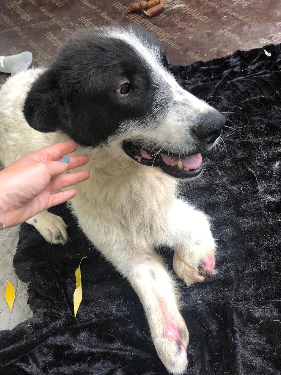 Kido is looking for a very special home.🏡 

srasrommierescue.com/adoptee/kido/