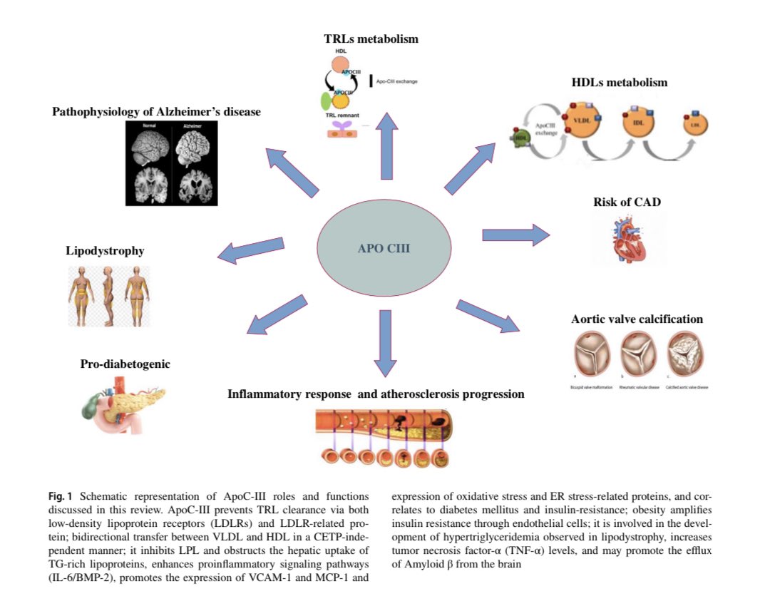 👉APOC-III: a Gatekeeper in Controlling Triglyceride Metabolism 🔑Open ...