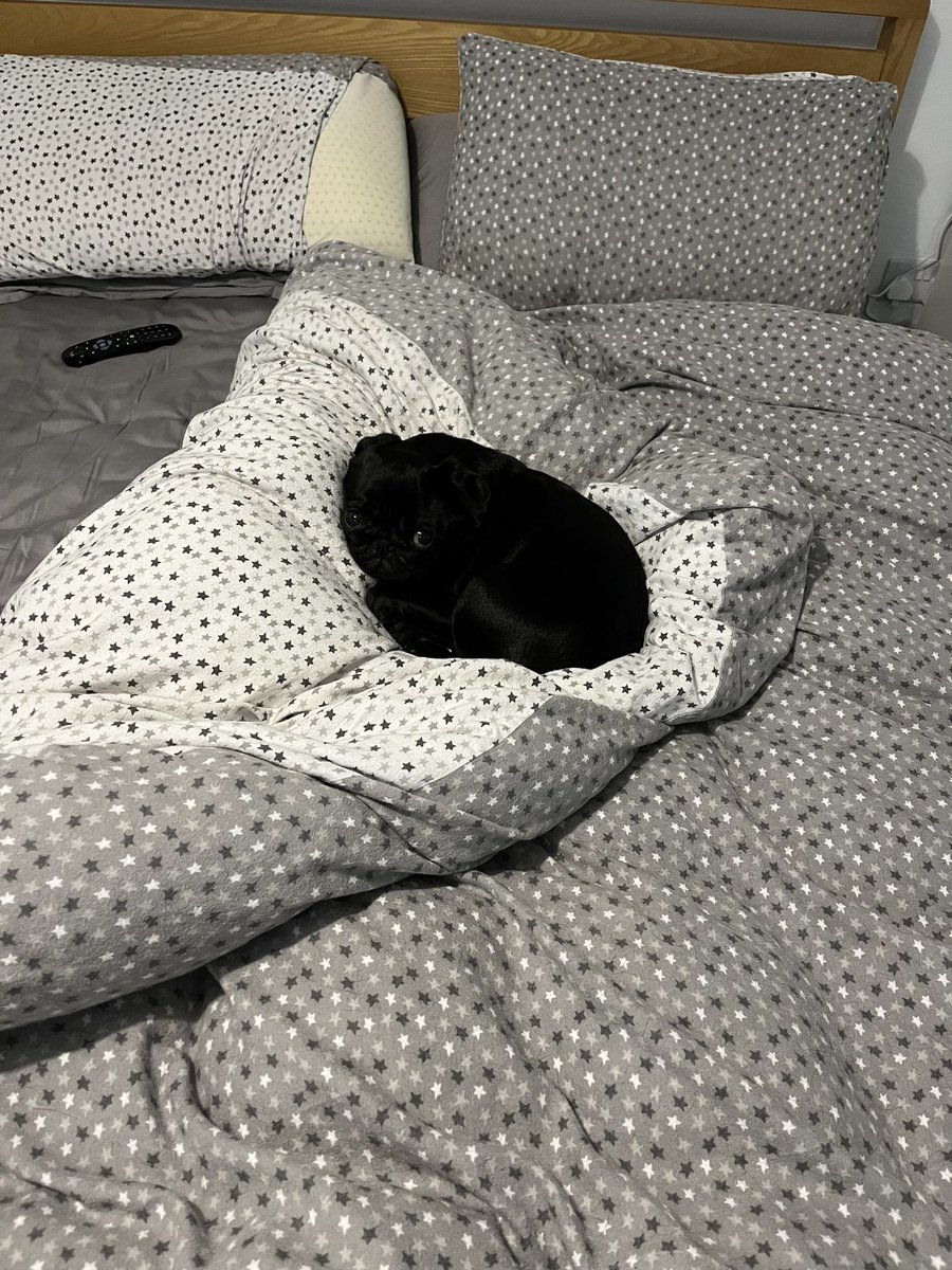 LadyVThePug's tweet image. Todays mood #notmoving #canistayinbed