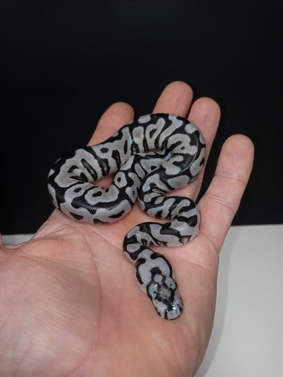 Female Vpi Axanthic Spotnose Clown. Took me 4 yrs to finally hit one of these astonishing snakes!