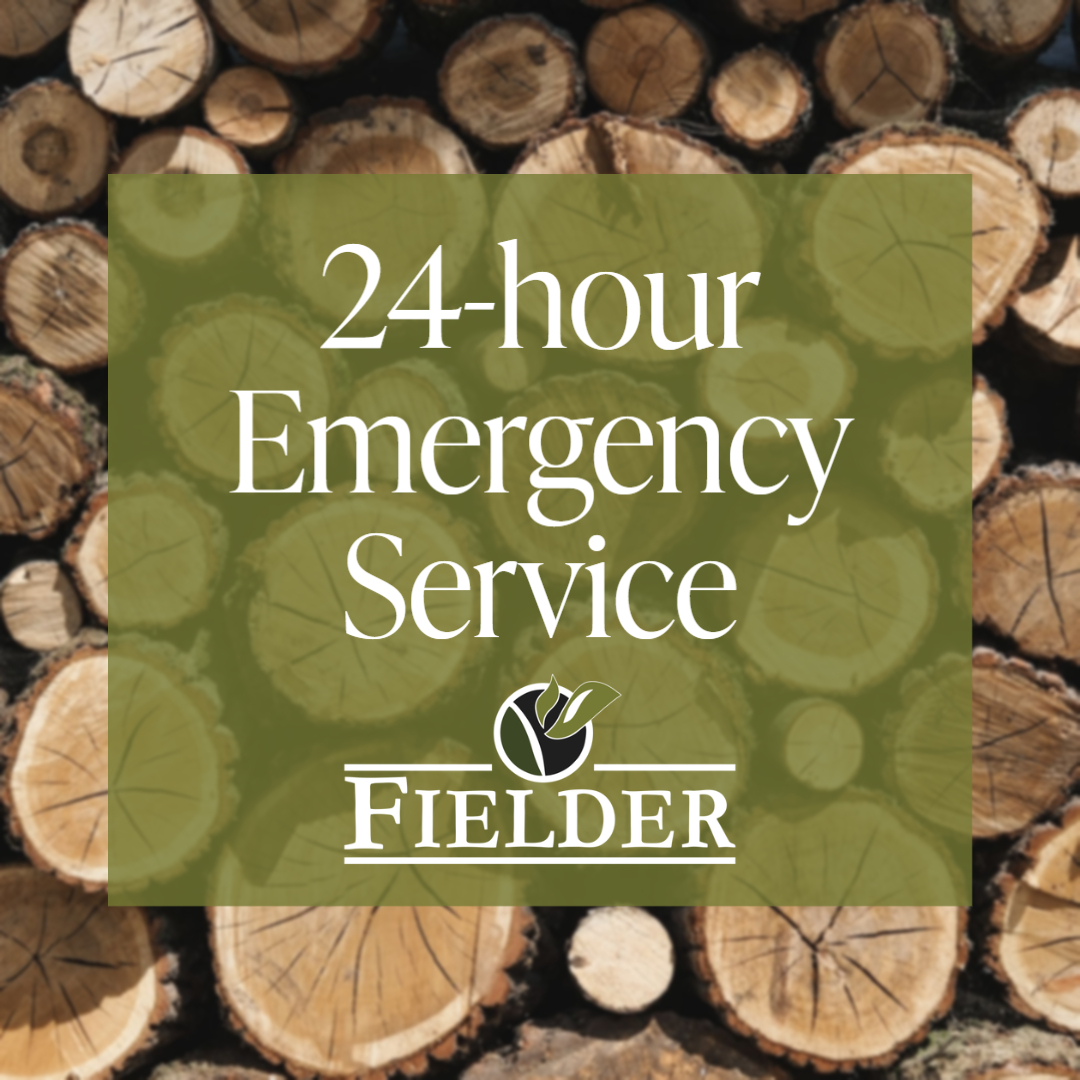 FielderTree's tweet image. If you need an emergency tree removal, don’t hesitate to give us a call on our 24-hour emergency line at 850-656-8737! 
#EmergencyTreeService #StormDamage #OneTeamOneFamily #TallahasseeFL