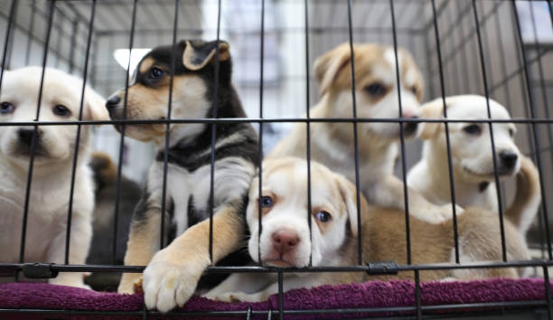 #PuppySmuggling - Organised crime groups are smuggling puppies into the UK to sell for a profit. 
The puppies are taken from their mum much too early, leaving them vulnerable to disease and distress.  
For more information visit - orlo.uk/YMRBq  @CrimeStopperUK #10625