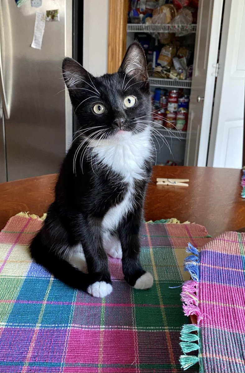 I have a six year old and one year old cat currently I am