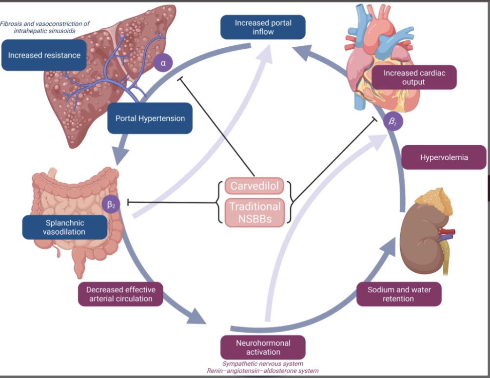 ebtapper's tweet photo. Controversies in beta-blockers for #cirrhosis?

What controversy?

Here’s the who, what, when, and how of beta-blockers from @RabieeAnahita and @ggarciatsao in @CLD_Learning https://t.co/nZTfIGbEKV #livertwitter https://t.co/oEhbw6TkT8