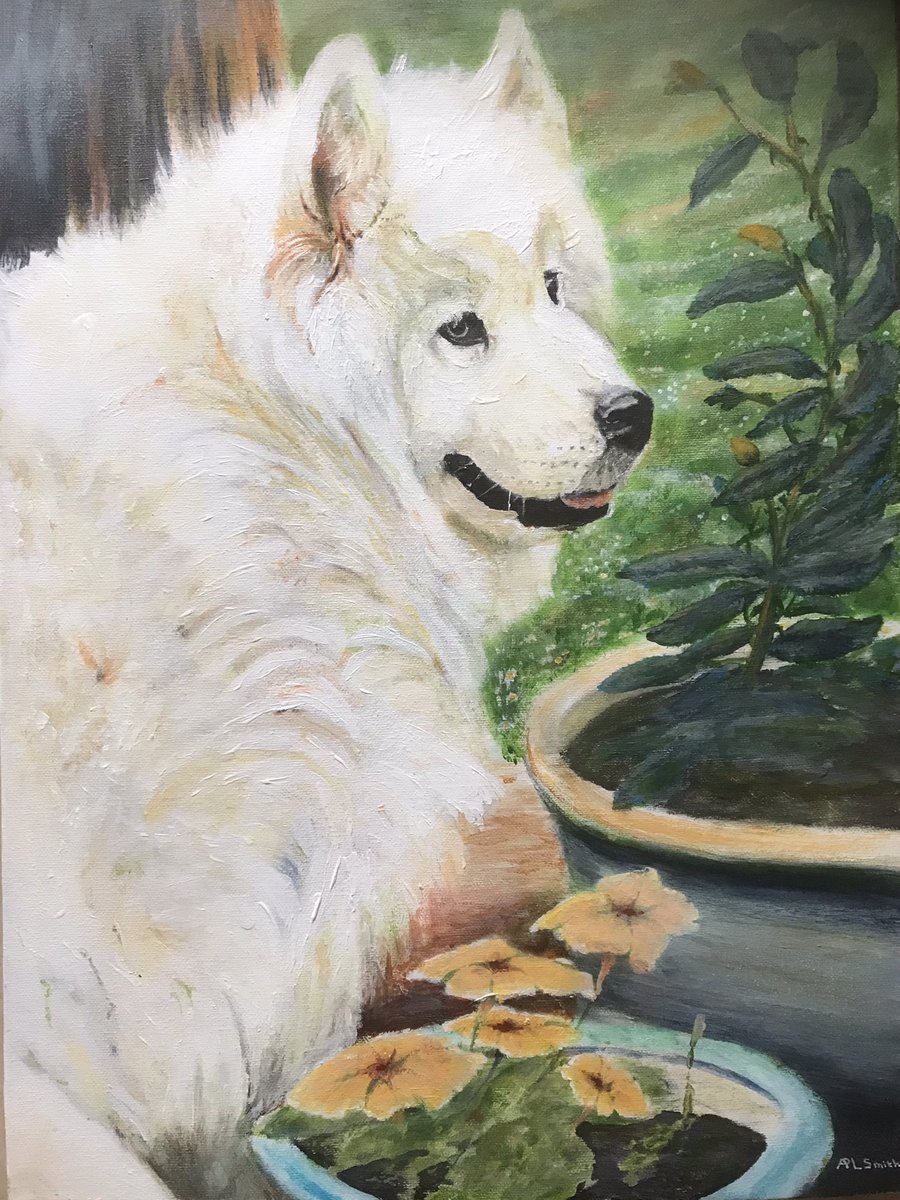 aplsmith5's tweet photo. Hi all, this is my completed painting of Rosie, a purebred #Samoye, for a lovely American woman.
What do you think?
And what caption might you add?
Love and God bless 🙂❤️🙏🏻🕊🐾🐾
#dogportrait #andyplsmithart
#acrylicartist https://t.co/hIJW8jK16d