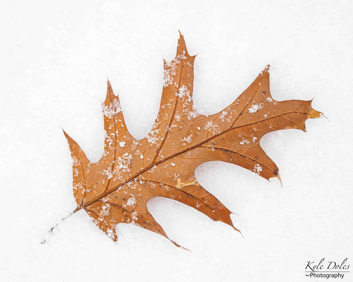 Snow day!
Share where you're from and if you have snow! 

Retweet and Let's see how far this post can reach! 

I'll go 1st.
 It's snowing like crazy here in Indiana.