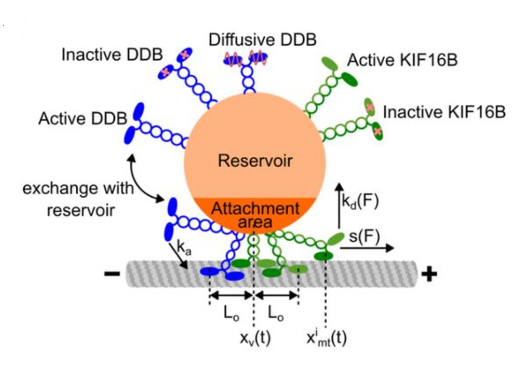 To move or not to move: A novel in vitro assay successfully recreates intracellular bidirectional cargo transport.

📄 prelights.biologists.com/highlights/ves…

<a href="/DivyaA_Pathak/">Divya Pathak</a> covers a #preprint from the <a href="/StefanDiezLab/">DiezLab</a> and Santen lab, led by Ashwin D'Souza (<a href="/ashwin47/">Ashwin D'Souza</a>). Includes author comments 👀