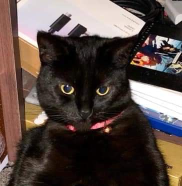 JohnDaffern2's tweet photo. Carrie is #microchipped and has been #missing since last night 24/01/23 in the #Bebington #Merseyside #CH63 area she isn’t street wise , please call 07470318585 if you find her , she is a very shy cat

Thank you https://t.co/6oDZR1yyGp
