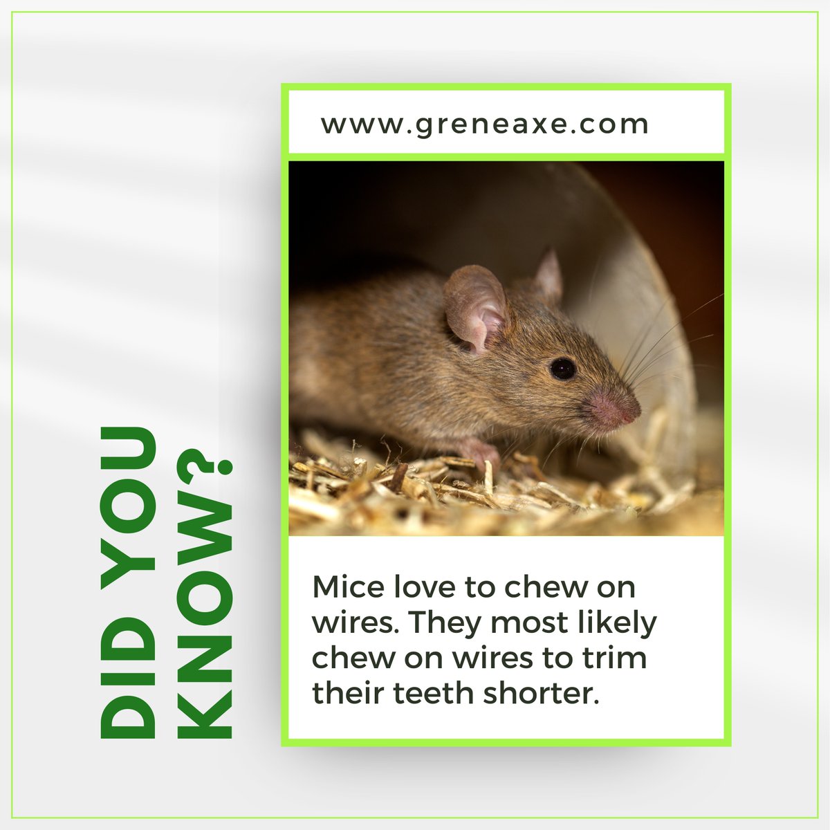 Greneaxe's tweet photo. Do you know Rodents especially love to chew on electrical wires!!

Many people do not realize how bad a mouse infestation is until it is too late. Call us to protect your living space today.
---
🌐 https://t.co/H2r31uX8Ye
.
#rodents #mouse #mouseproblem #mice #rodent https://t.co/LcFJXxOOLU