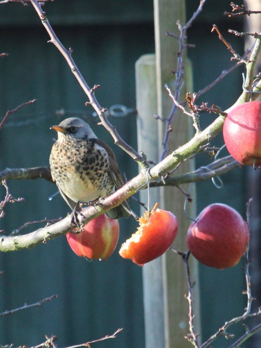 TownsendLen's tweet photo. This crafty Fieldfare has closely guarded his find in our garden during the recent cold snap ! https://t.co/MftaXqeesI