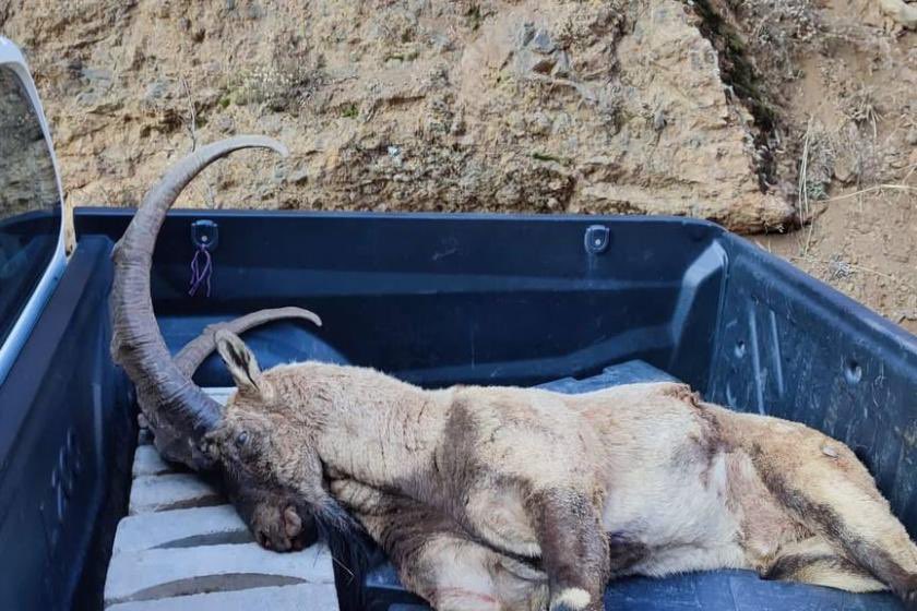 Dersim’in Male Xızır’larını vuranlar,
Düzgün Baba sizi çarpsın!