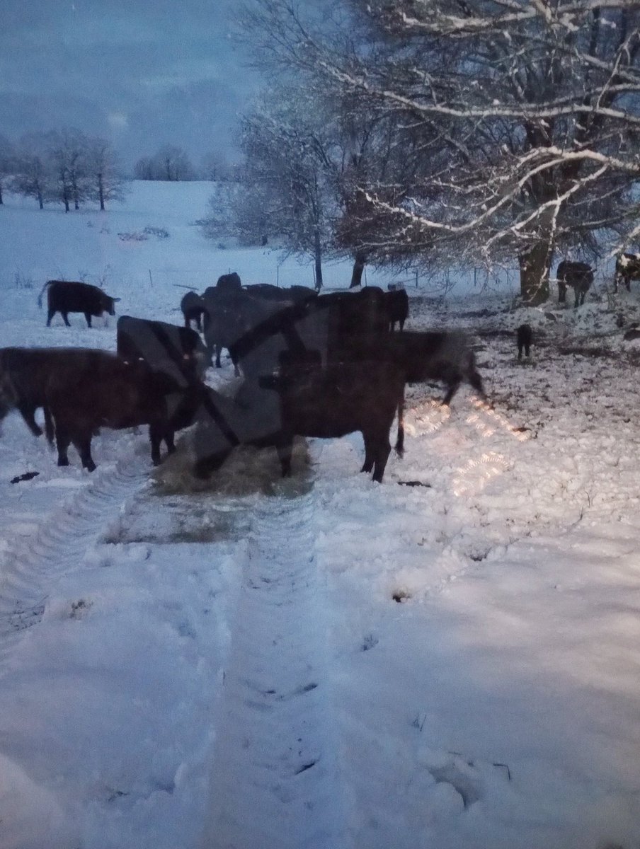 ParkerLazenby3's tweet photo. Little snow. Tuck pairs in different tree groves. Getting a taste of home.
#AgTwitter #havingfunnow https://t.co/3ewwpfte04