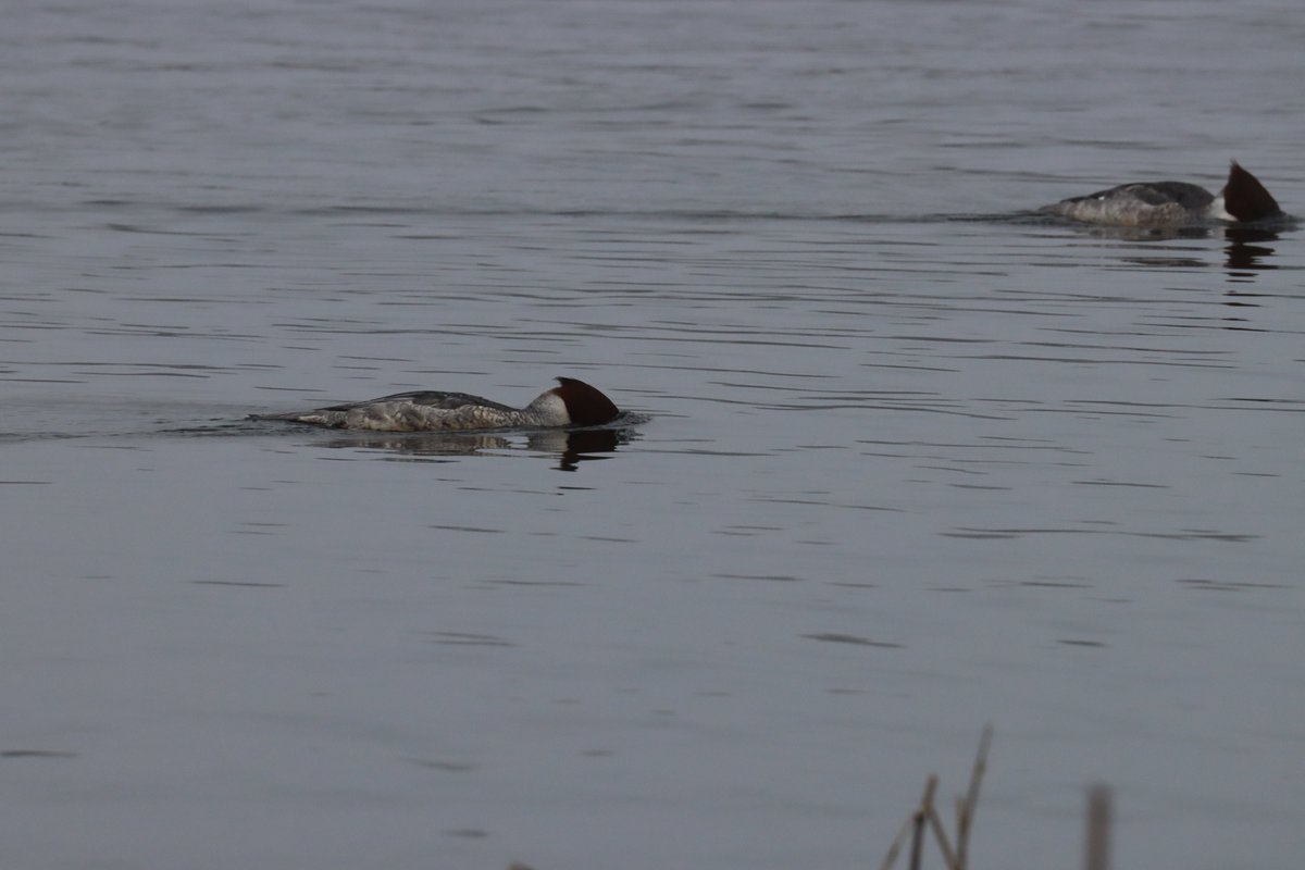 Spinkybird's tweet photo. The light was horrible but thankfully the 5 #Goosanders at #Whitlingham were fishing close to the side of the Broad. And doing very well at it! #sawbills #snorkelling 💚 https://t.co/IJ3xd9Xig4