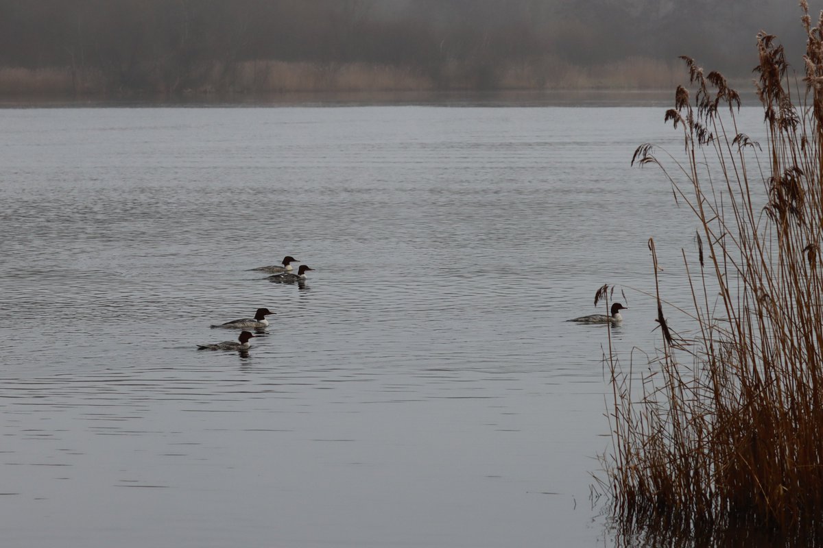 Spinkybird's tweet photo. The light was horrible but thankfully the 5 #Goosanders at #Whitlingham were fishing close to the side of the Broad. And doing very well at it! #sawbills #snorkelling 💚 https://t.co/IJ3xd9Xig4