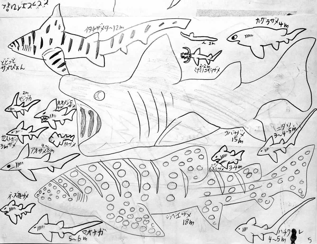 サメの絵を描く6歳のこたです🦈 