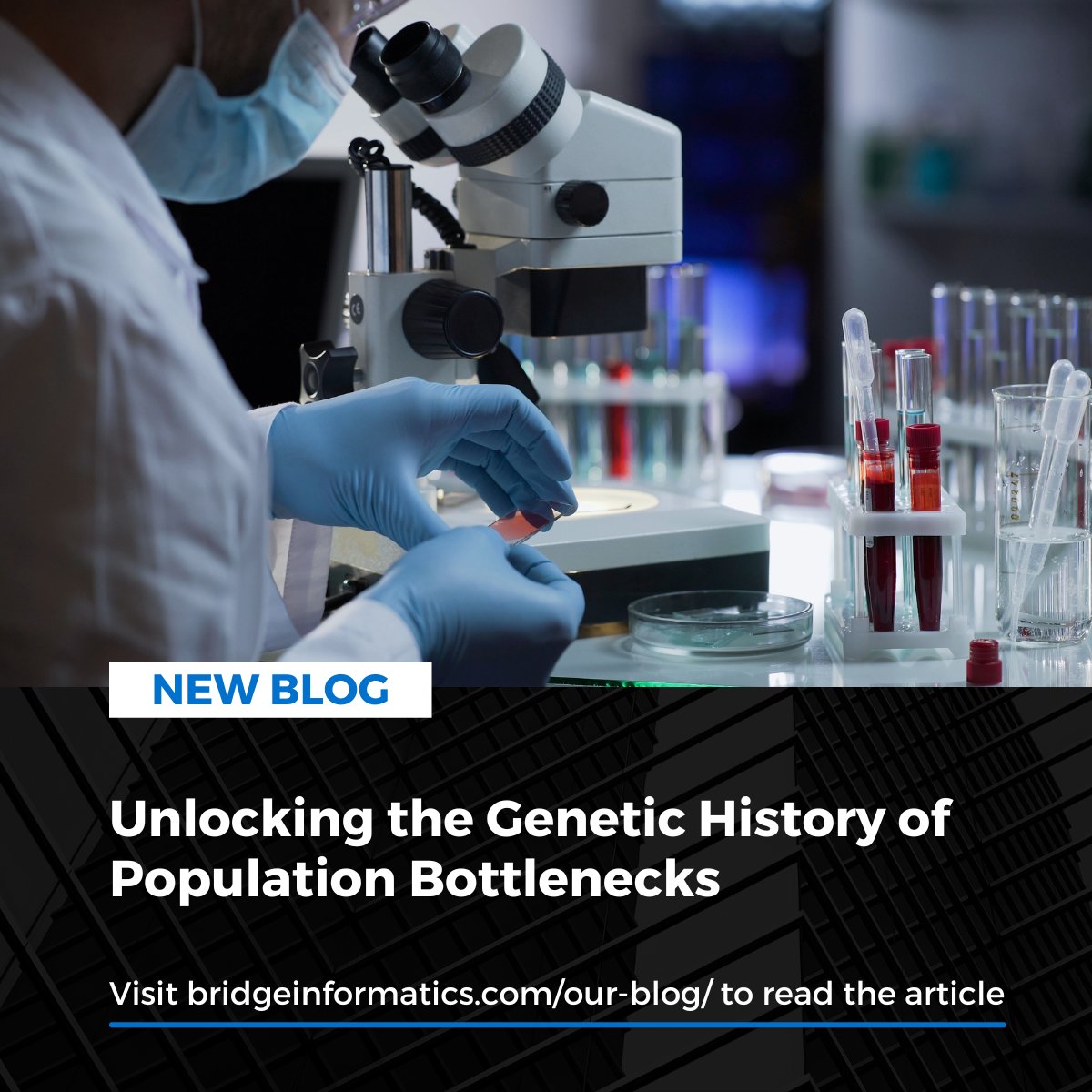 Bridge_Info_USA's tweet photo. Have you ever wondered about the difference between Mendelian and complex traits, and how genomics is leveraged to study them? Then check out our latest blog: https://t.co/zNqUUUz5NA

#bioinformatics #genomics #bridgeinformatics #foundereffect https://t.co/OtYESHw8uY