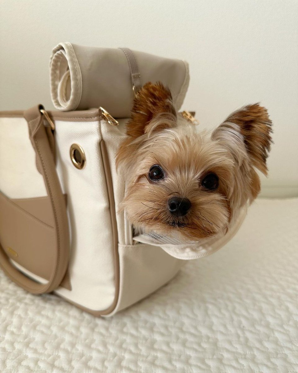 LisaLiu00121's tweet photo. So Cute🐶🐶
#cutedogs #cuteyorkie #yorkiestyle https://t.co/q3N5YzozIk