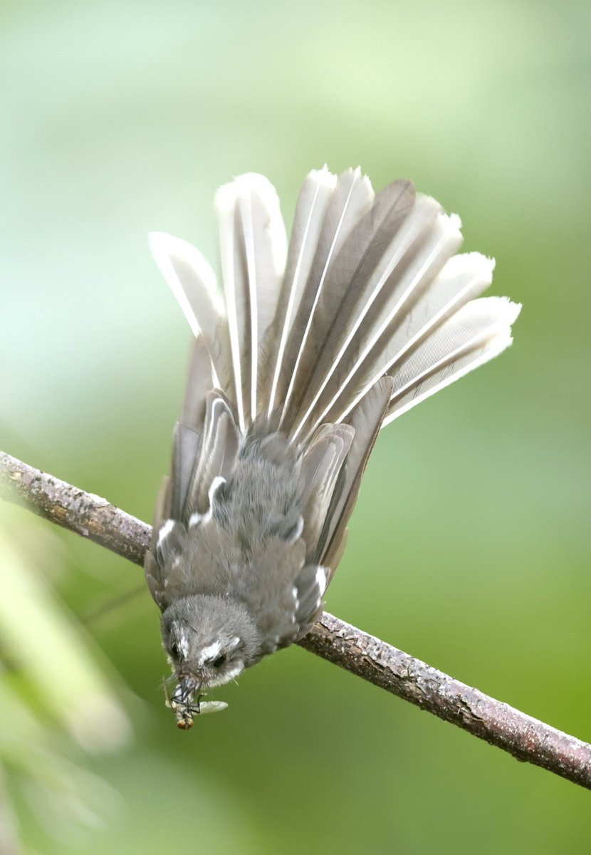 Jeffrey_Addison's tweet photo. Grey Fantail and fly lunch (Rhipidura albiscapa)
#BirdsSeenIn2023 #Fantails
#SunshineCoast #Australia https://t.co/LYHS8GfP4N