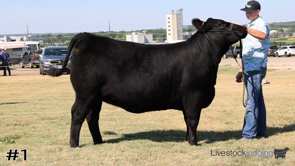 New Class

2022 Kansas 4-H Breeding Heifers

bit.ly/3RdbMX1

#livestockjudging