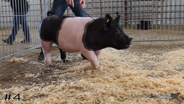 New Class

2022 Kansas 4-H Breeding Gilts

bit.ly/3WASwUC