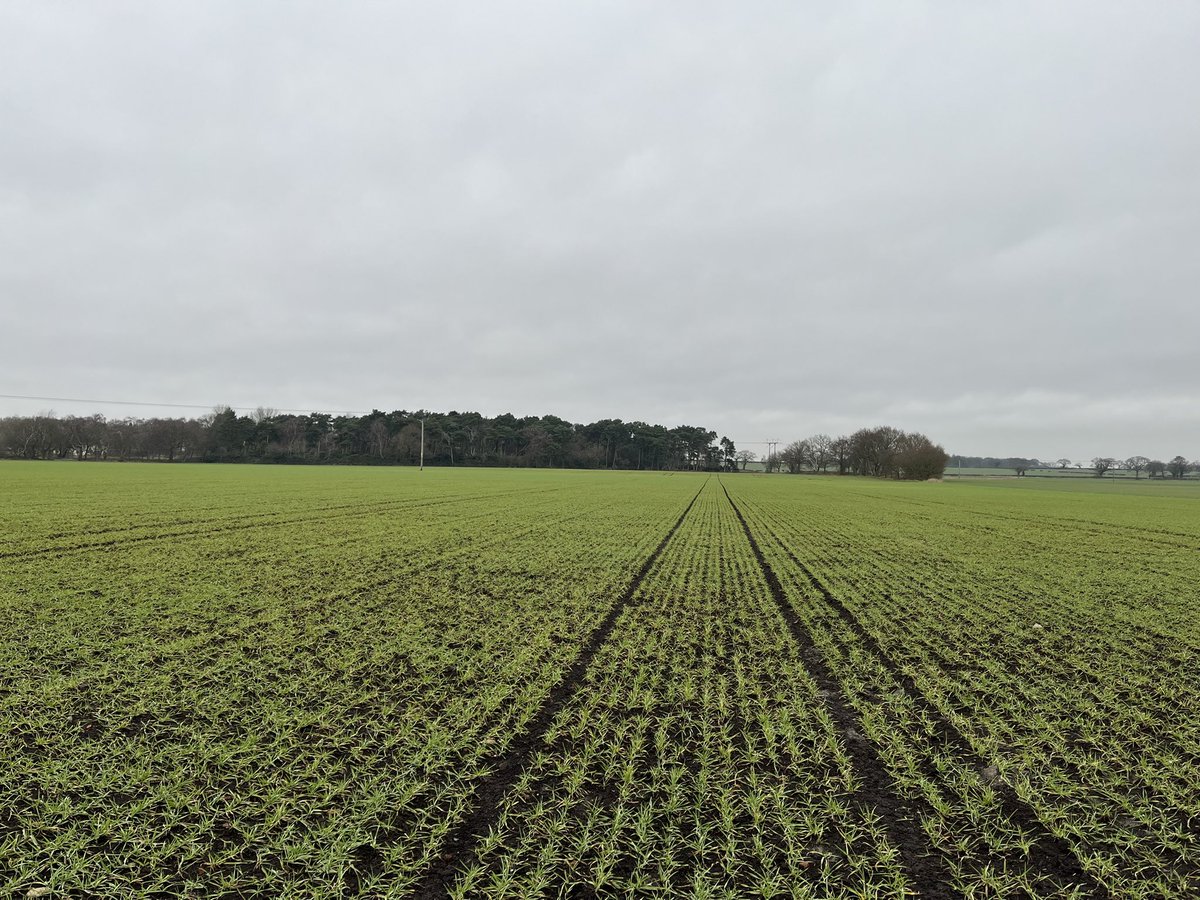 Agronomysilvers's tweet photo. Kale looking better than the weather and the last of the sprouts to harvest and Winter barley pre-ems have done a cracking job @AgriiUK #cropwalkingtoday @SyngentaCropsUK @Bayer4CropsUK @BASFcropUK #grandjob https://t.co/QLbF7gmoGm