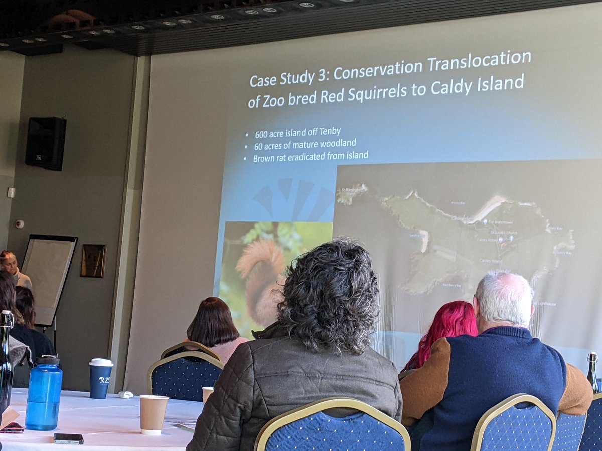 The <a href="/BIAZA/">BIAZA</a> Native Species working group running a great workshop on conservation translocations using pine marten , beavers and red squirrels as a case study! #BIAZAOneHealth