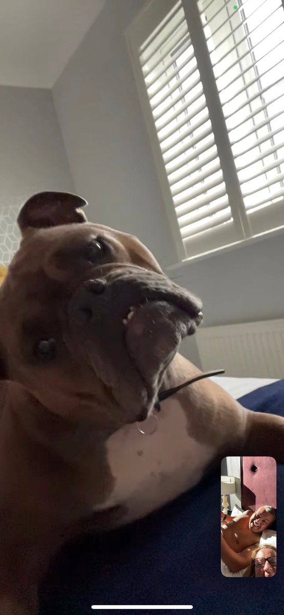 PeanutGooner's tweet photo. Our Dougie judging us on FaceTime 😆…..we recently went to New York and had the cheek not to take him with us 😆@loosewomen https://t.co/Aj9nOwu75M