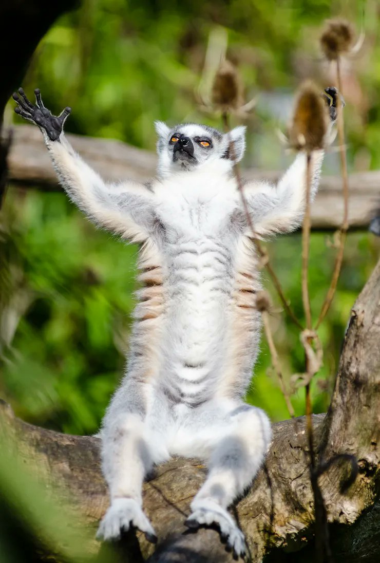 #WellnessWednesday 

Ring-tailed lemurs are sun worshipers and spread their limbs to soak up the rays! 

📷: Mathias Appel 

#Lemur #LemurConservation #lemurs #Madagascar #LemurLove #Conservation