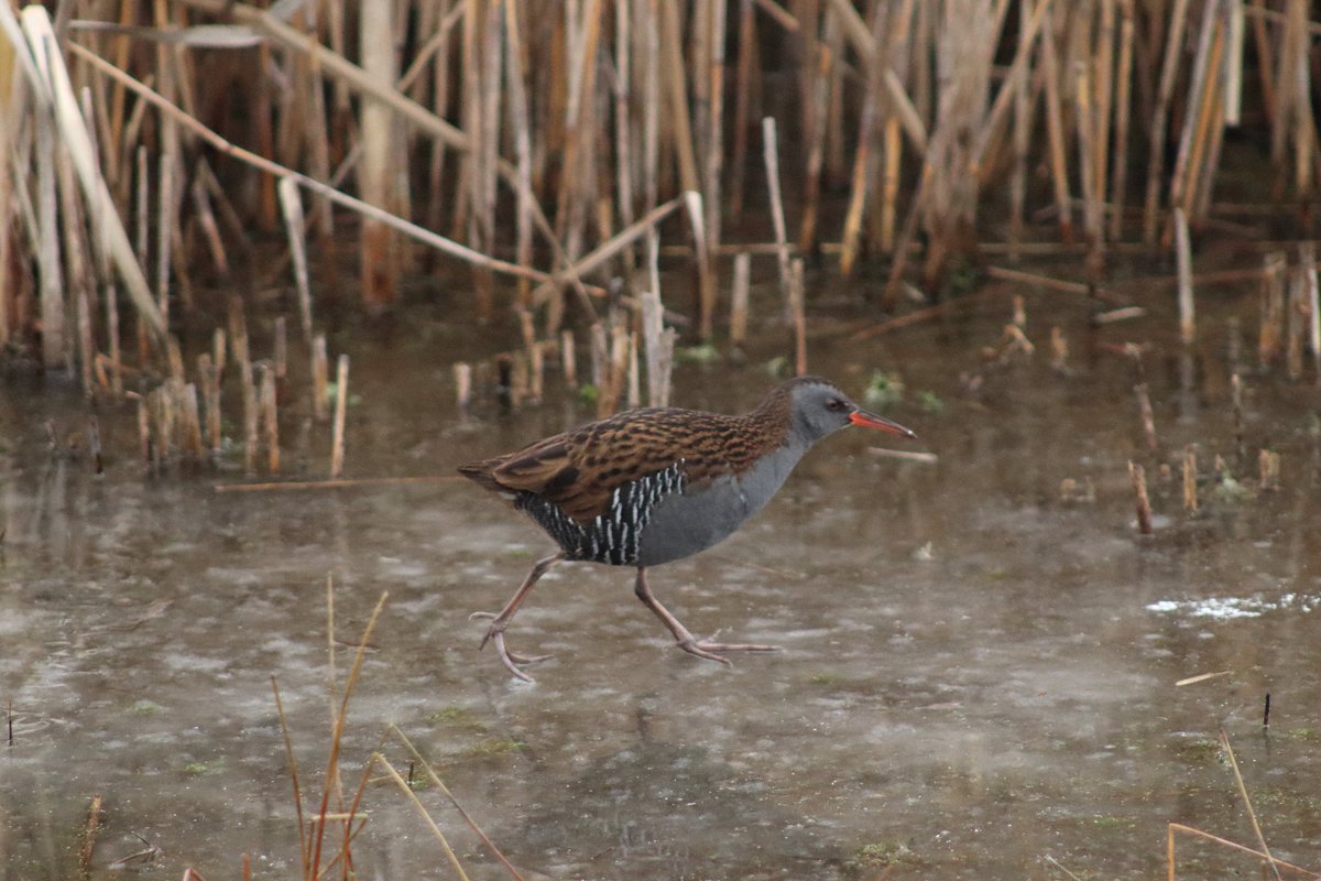 madsnaturepics (@madsnaturepics) on Twitter photo water rail- on ice! a few days ago at the wildlife watchpoint <a href="/RSPBSaltholme/">RSPB Saltholme</a> 🧊 #Winterwatch #waterrail water rail- on ice! a few days ago at the wildlife watchpoint <a href="/RSPBSaltholme/">RSPB Saltholme</a> 🧊 #Winterwatch #waterrail