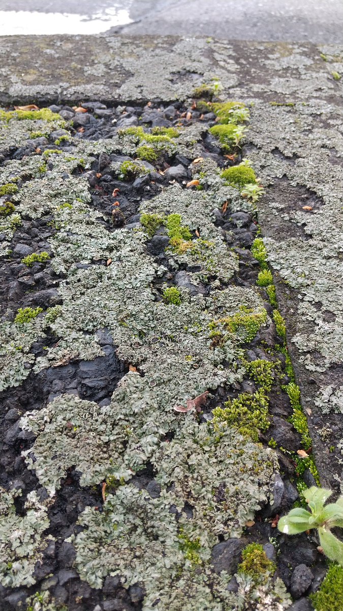 peteng_roll's tweet photo. 地上の星雲
#地衣類
#ホルトゥルス
#hortulus
#ライケンロール https://t.co/8PVqlf1gZX