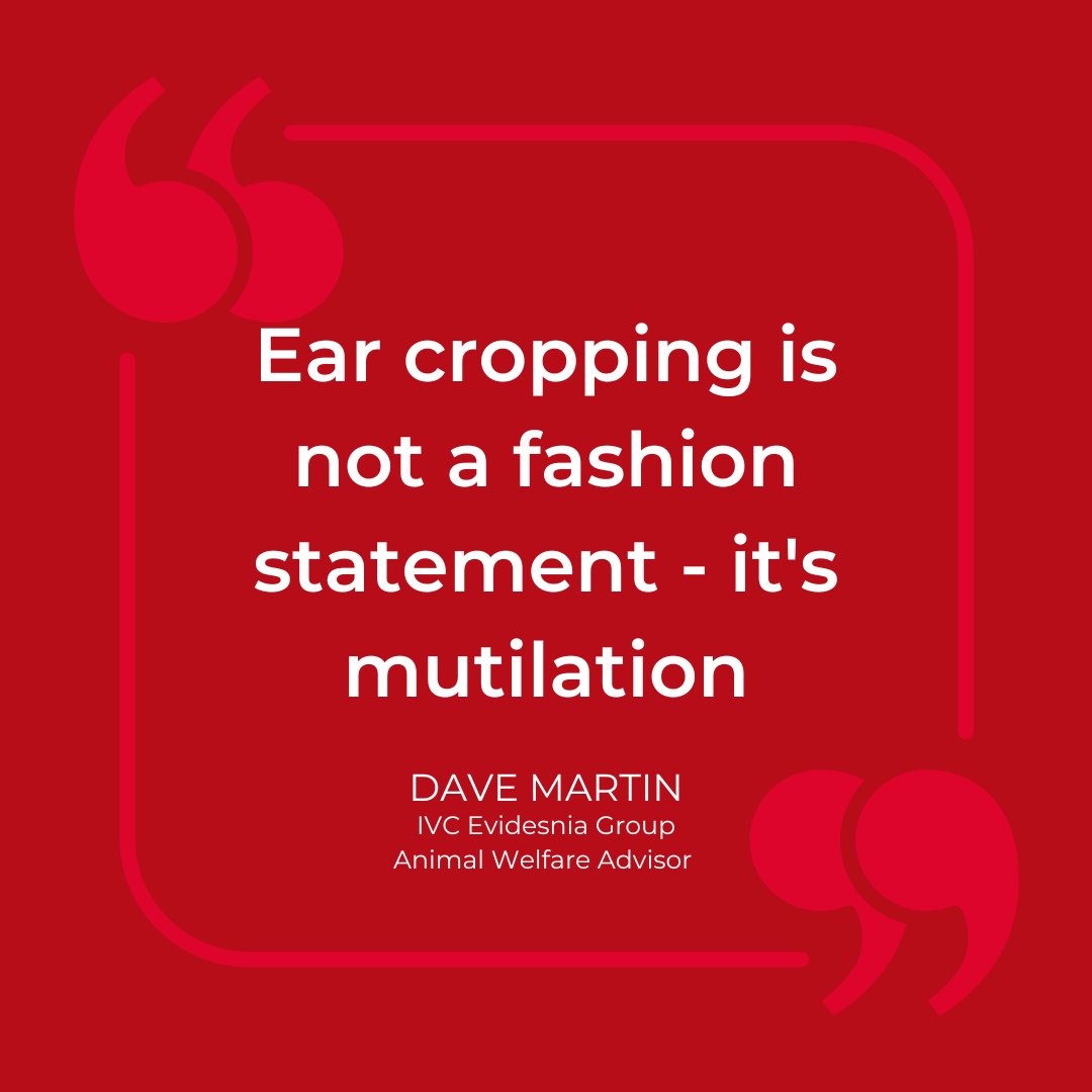 "Ear cropping is not a fashion statement - it's mutilation." 

After BBC Panorama's episode on extreme breeding and unnecessary surgical procedures; Group Animal Welfare Advisor, Dave Martin, calls to ban ownership of dogs with cropped ears. 

Read more: bit.ly/3Dg1saS