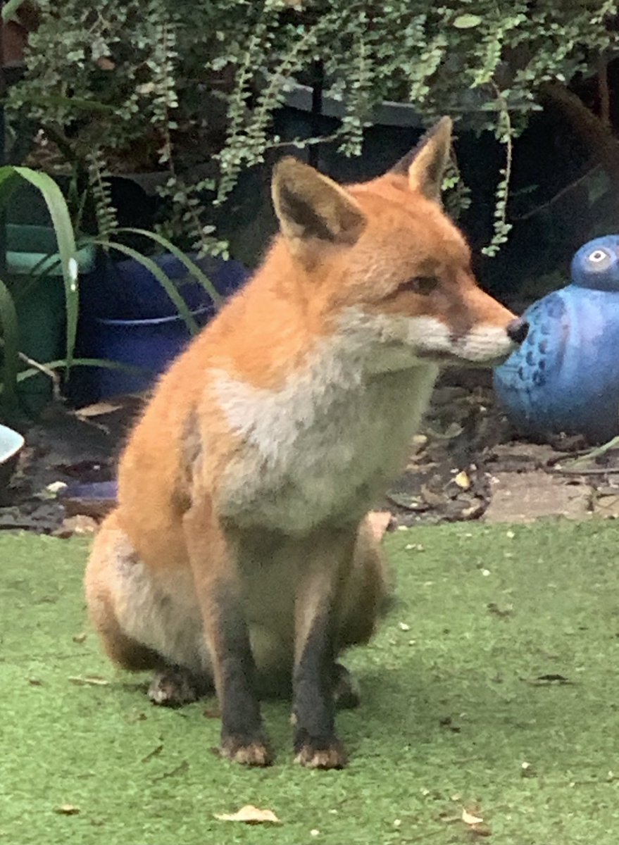 elissetennis's tweet photo. Just had an angelic visitor in the garden for lunch 🥰❤️ Our foxes are so well behaved 🦊 #FoxyFriends ❤️ https://t.co/NEei6LdmFD