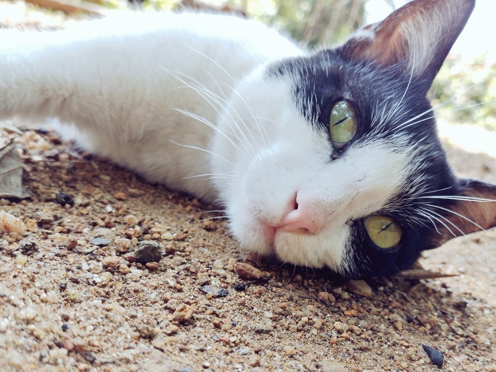 Ash_Pramuditha's tweet photo. Black &amp; White 🐱❤️
#Cat #CatsOnTwitter #Tweets https://t.co/vsvt15zvmh