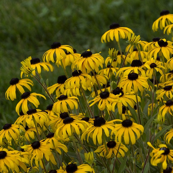 PAllenSmith's tweet photo. Every year, the Perennial Plant Association awards one plant with the title 'Perennial Plant of the Year'. This year's winner is Rudbeckia 'American Gold Rush,' aka Black-eyed Susan. Begin planning your spring garden, and place your order today at https://t.co/1jJWdNtHKt! 😀 https://t.co/pVy0ShYfJI
