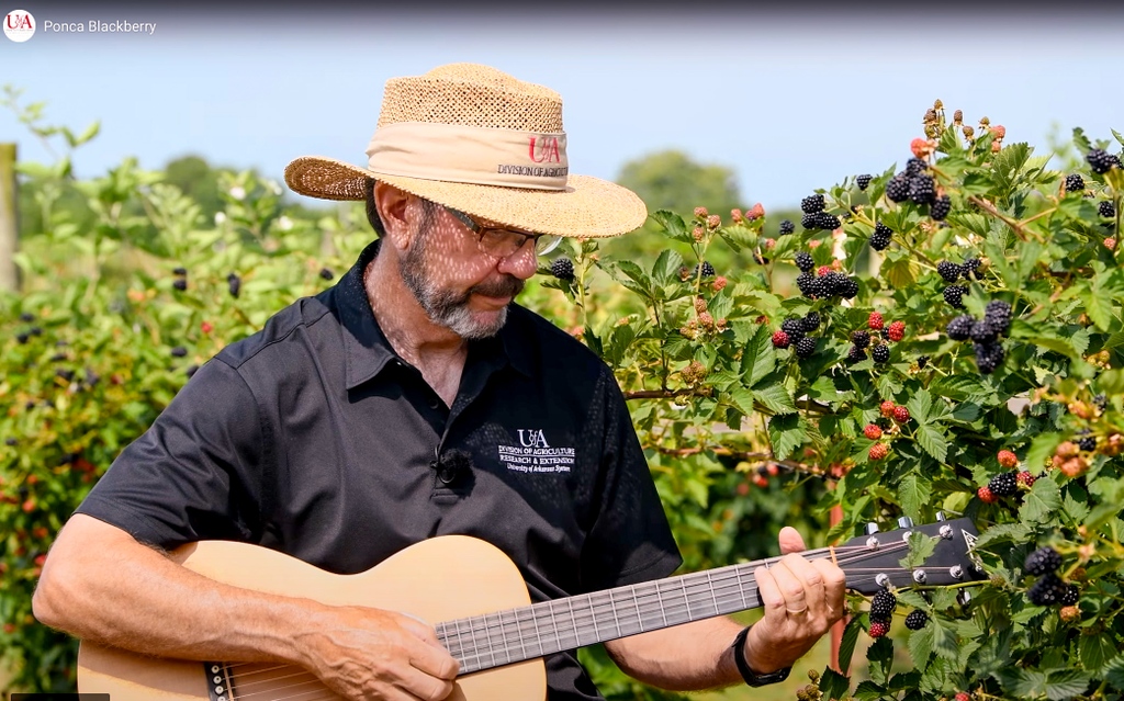 ArkAgResearch's tweet photo. The name John Clark has become synonymous with Arkansas-bred grapes and blackberries. The Arkansas Ag Experiment Station fruit breeder retires this month after 42-plus years on the job. Read about his career at https://t.co/Bq4TJklFIX @AginArk @uarkhort @bumperscollege https://t.co/xLijdwKuWC