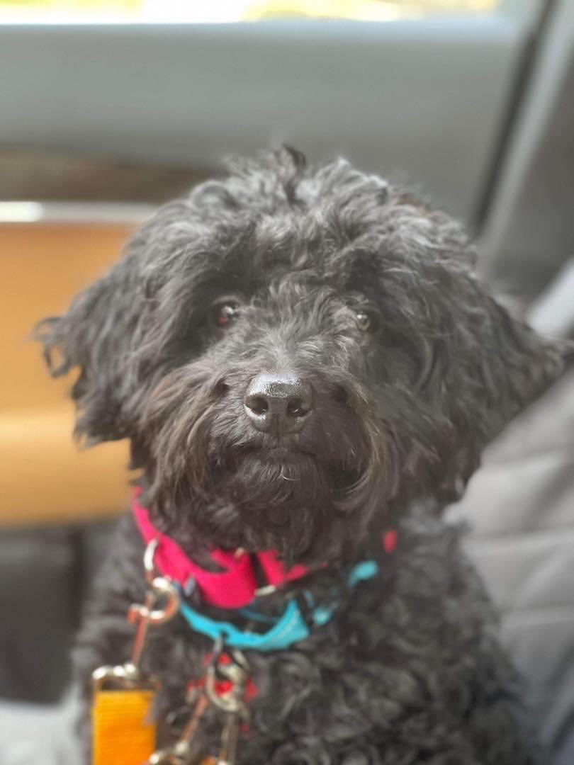 HoundsInPounds's tweet photo. Looking for a cuddle bug? ❤️🐶Our sweet Sukkah has recovered from a broken hip and  is ready to go home with her furever family.

She's a cute mixed breed, estimated at one year old, and is about 13.6 pounds.👇 https://t.co/gNZP2n7tcy