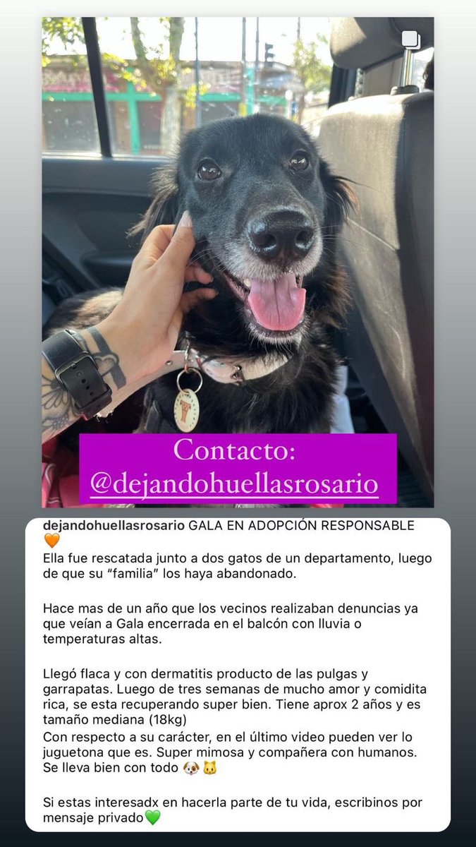 Dejando Huellas Rosario tweet media