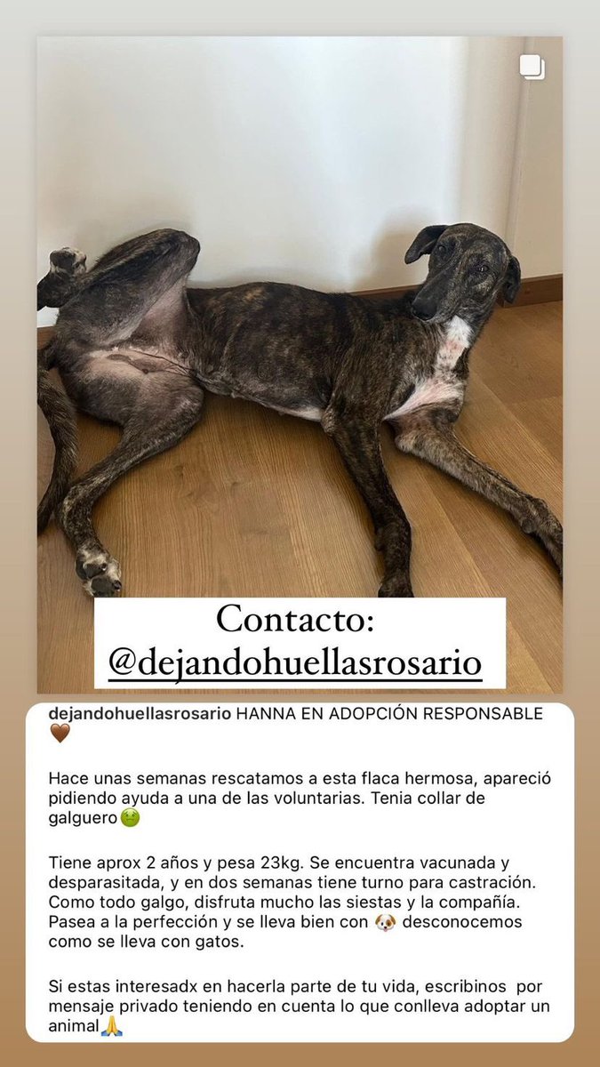 Dejando Huellas Rosario tweet media